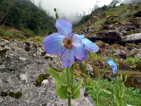 Grand Blue Poppy